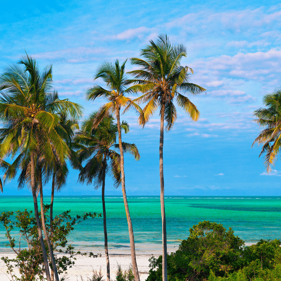 Praia paradisíaca de Zanzibar com coqueiros