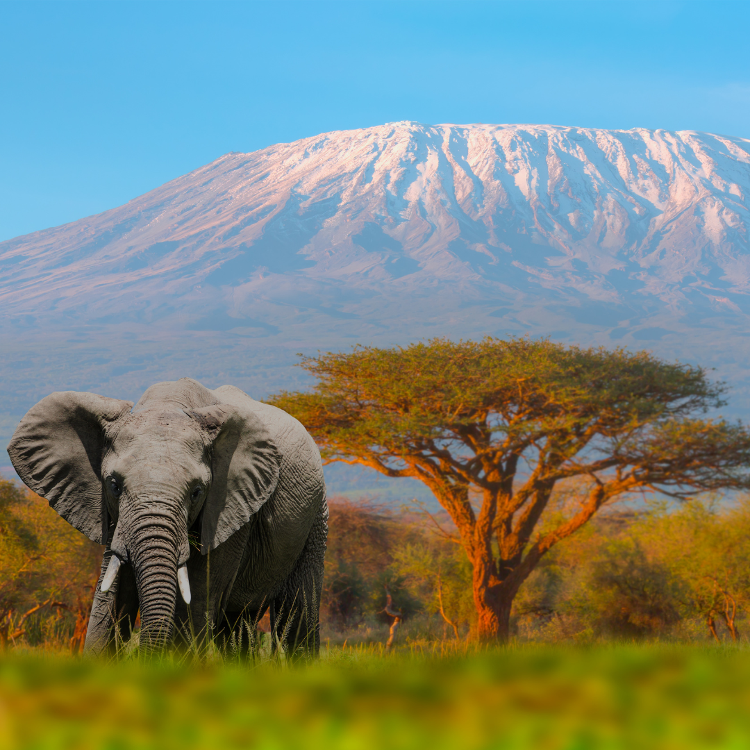 Elefante africano com o Monte Kilimanjaro ao fundo